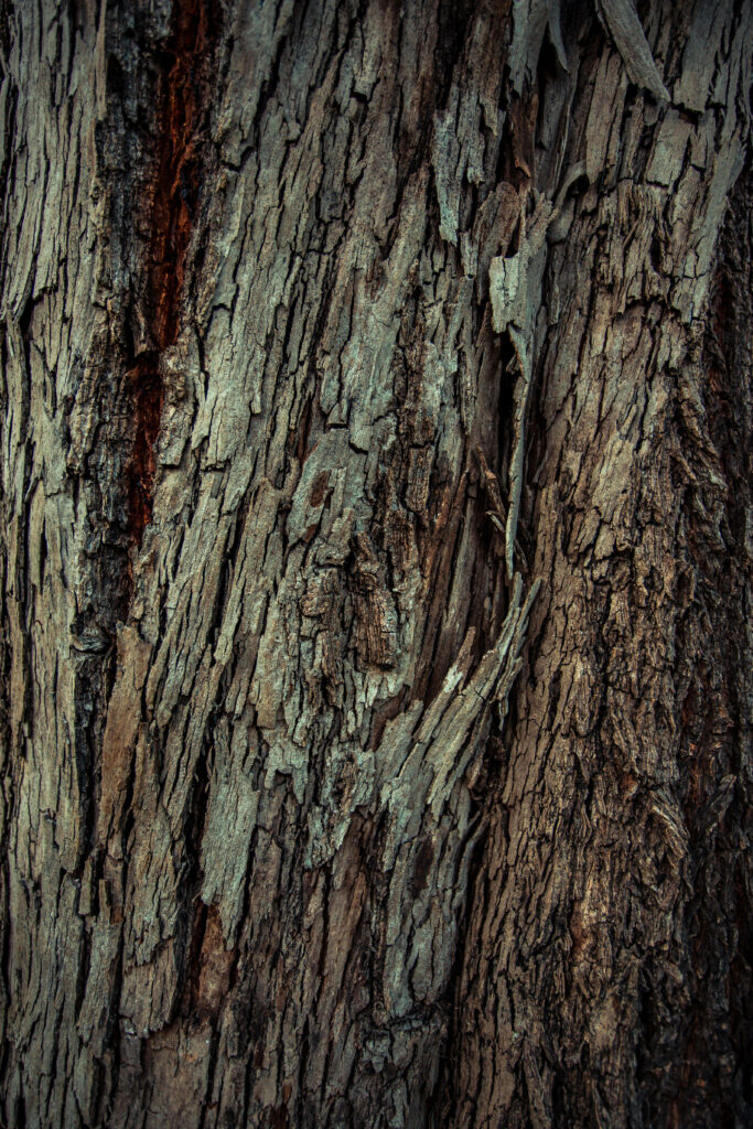 Intricate Tree Bark Wallpaper: Textured, Rugged Natural Background