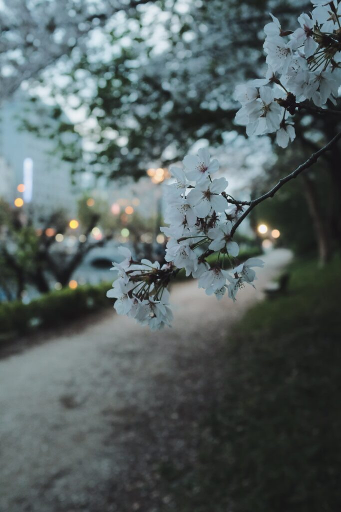 Sakura Blossoms in Twilight: Serene Macro Wallpaper Background
