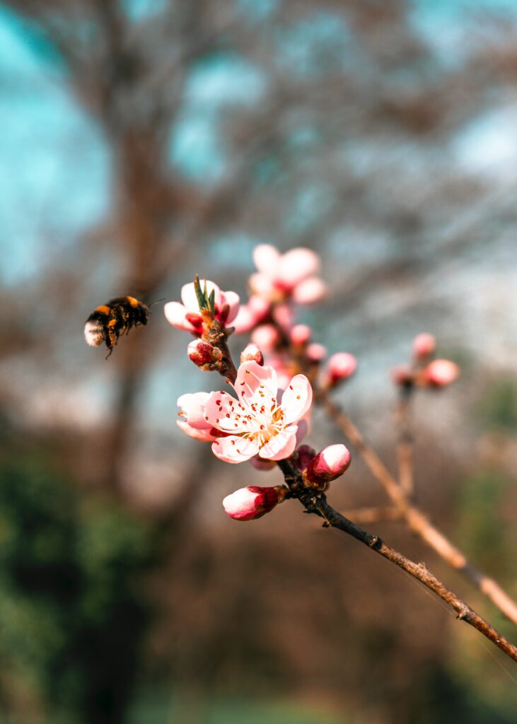 Sakura Blossom Wallpaper: Close-Up with Bumblebee & Blurred Background
