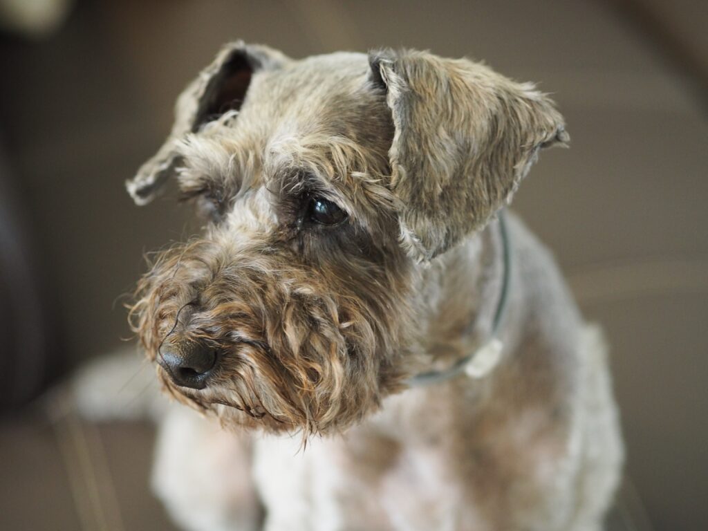 Close-Up Schnauzer Wallpaper: Charming Eyes & Neatly Trimmed Muzzle
