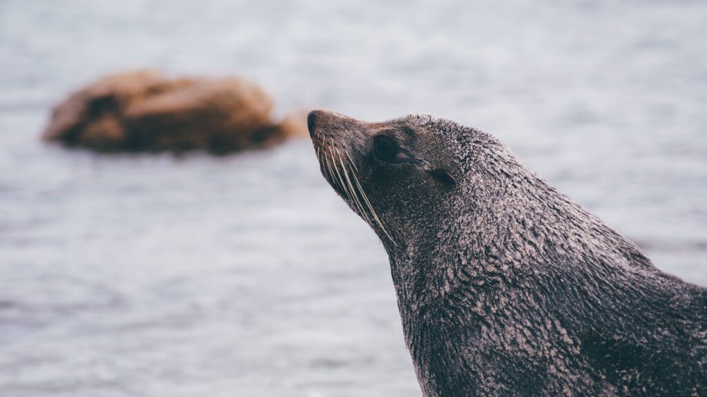 Close-Up Sea Lion Wallpaper: Textured Fur & Serene Expression