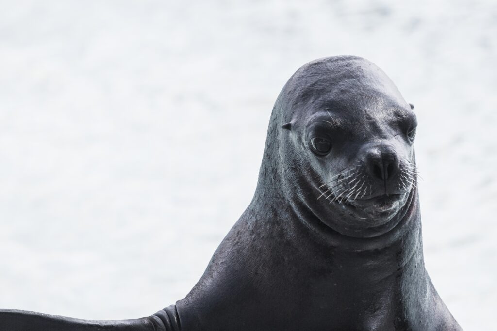 Close-Up of Sea Lion: Expressive Eyes & Wet Muzzle Wallpaper