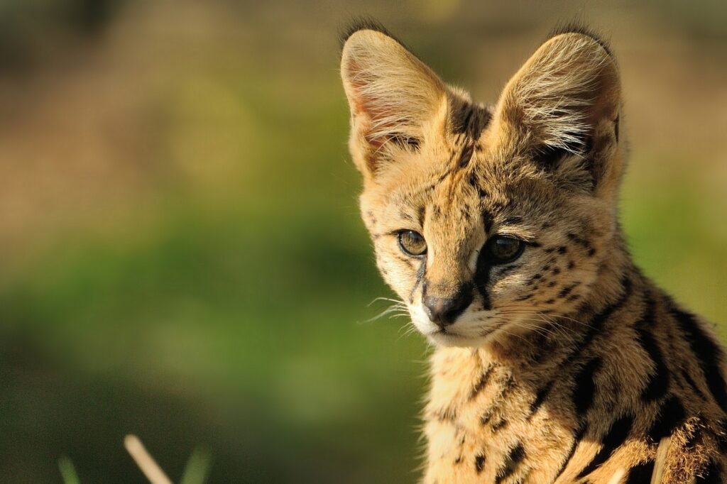 Close-Up of a Young Serval Cat with Spotted Coat in Natural Greens Wallpaper