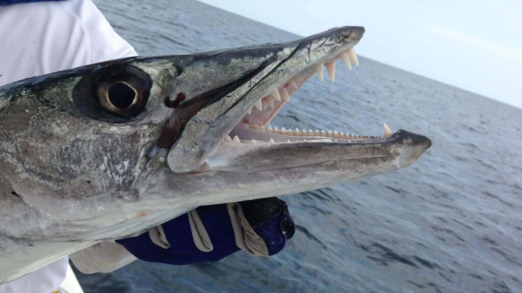 Close-up of a sharp-toothed barracuda with textured scales in open ocean wallpaper background