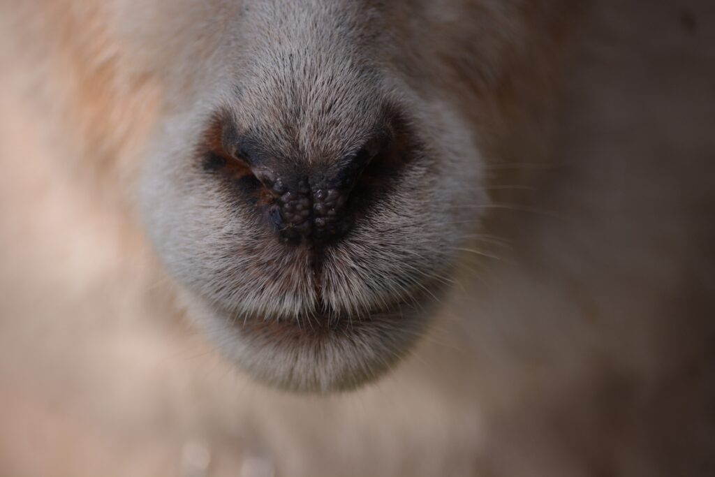 Close-Up of Sheep's Nose: Soft Wool Texture & Serene Beauty Wallpaper