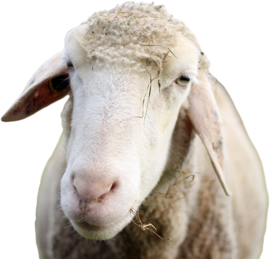Close-Up Sheep Portrait: Soft Fleece & Gentle Expression Wallpaper
