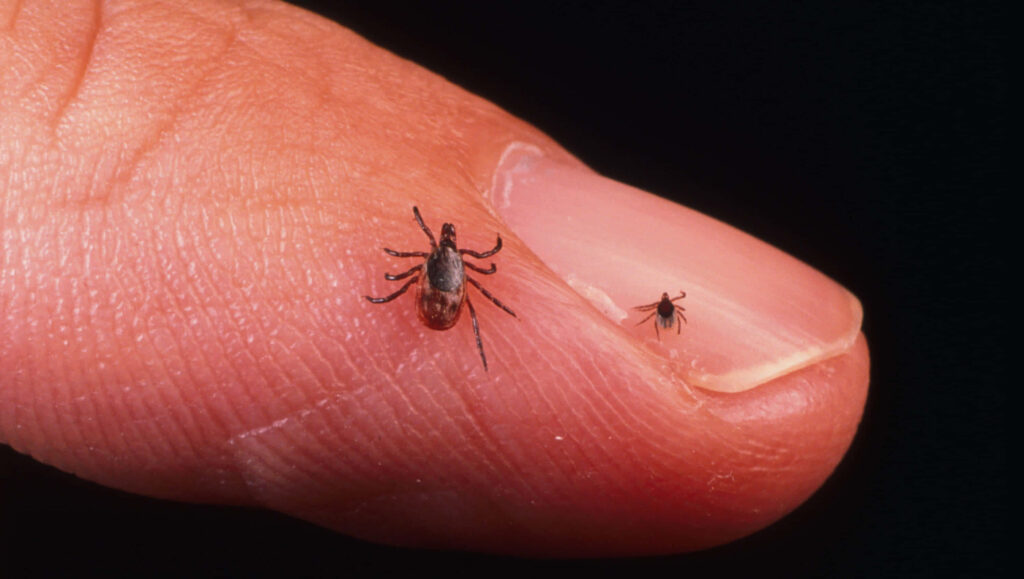 Close-Up Tick Size Comparison on Human Finger - Detailed Wallpaper