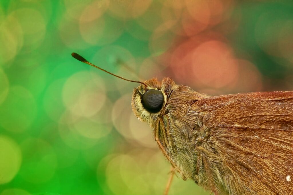 Vibrant Skipper Butterfly Close-Up: Detailed Eyes & Antenna Wallpaper