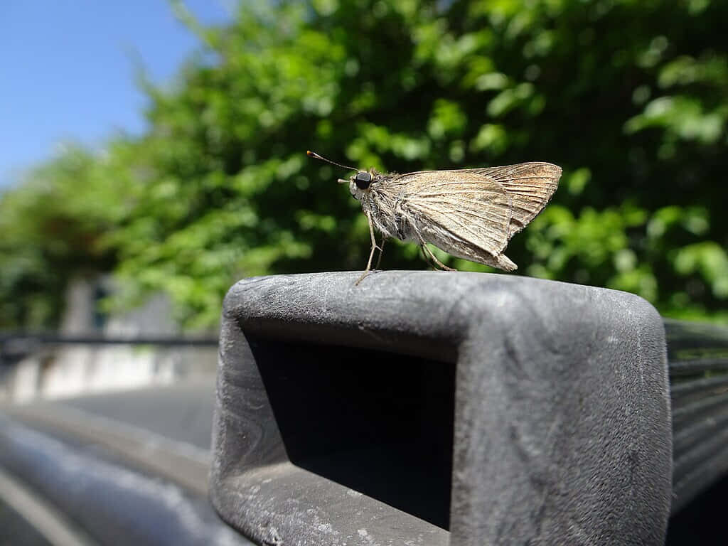 Skipper Butterfly Close-Up on Metal Railing - Nature Wallpaper Background