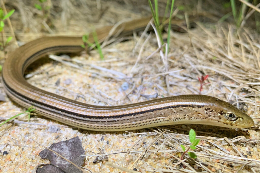 Close-Up of Slender Glass Lizard Against Sandy Earth Background Wallpaper