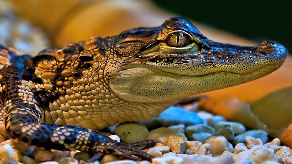 Close-Up of Smiling American Alligator: Intricate Scales & Earthy Background Wallpaper