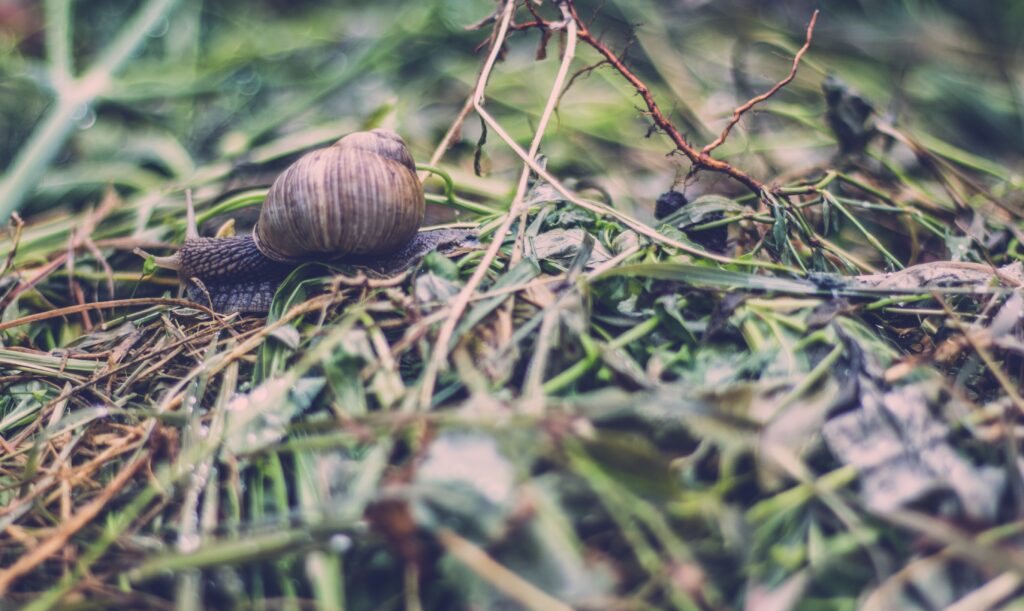 Close-Up Snail with Detailed Shell on Grass - Nature Wallpaper Background