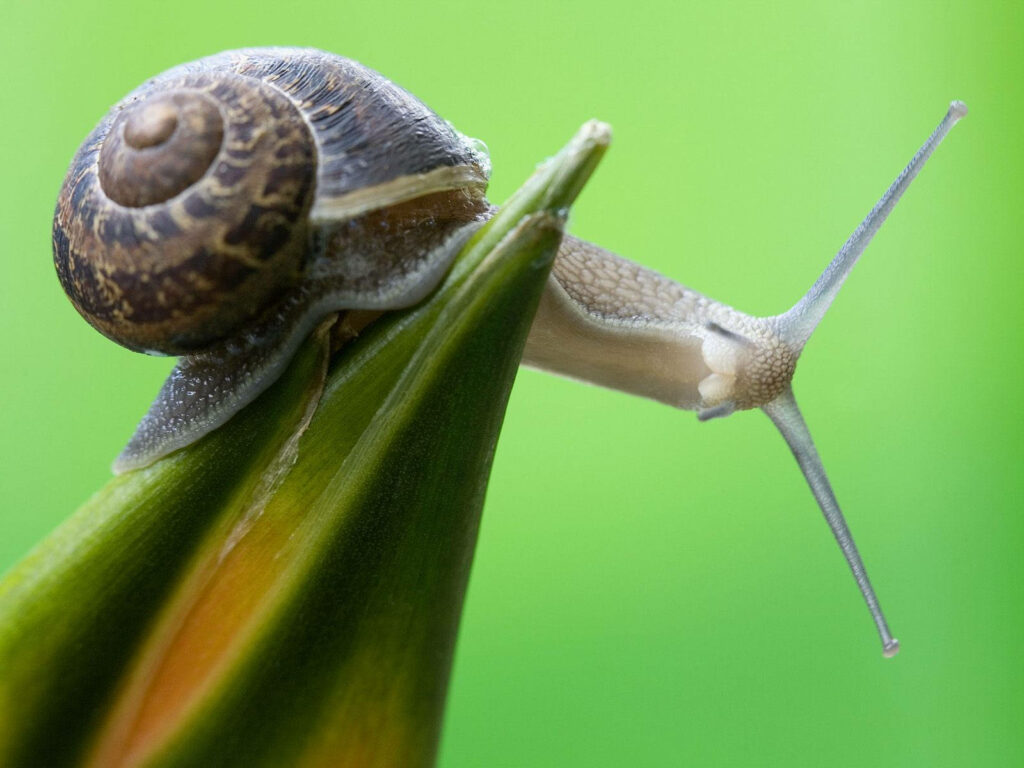 Close-Up Snail on Leaf: Captivating Spiral Shell Wallpaper