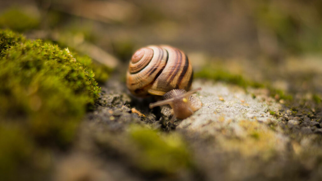 Close-Up Snail Wallpaper: Intricate Shell & Earthy Textures