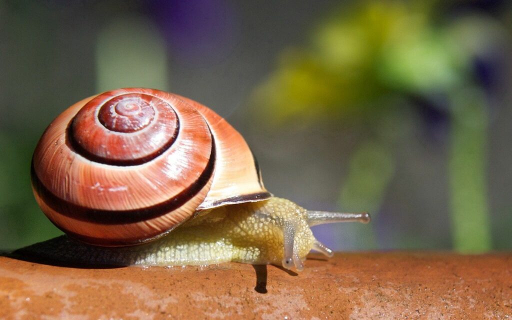 Macro Snail Wallpaper: Intricate Shell Patterns on a Branch