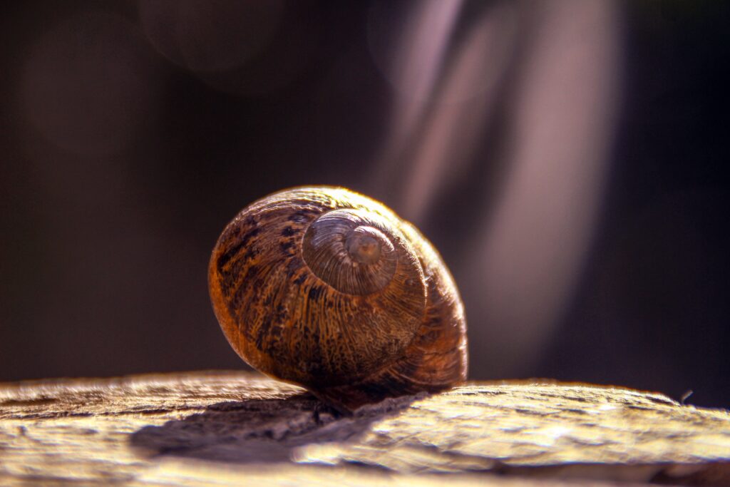 Intricate Snail Shell Close-Up on Textured Background Wallpaper