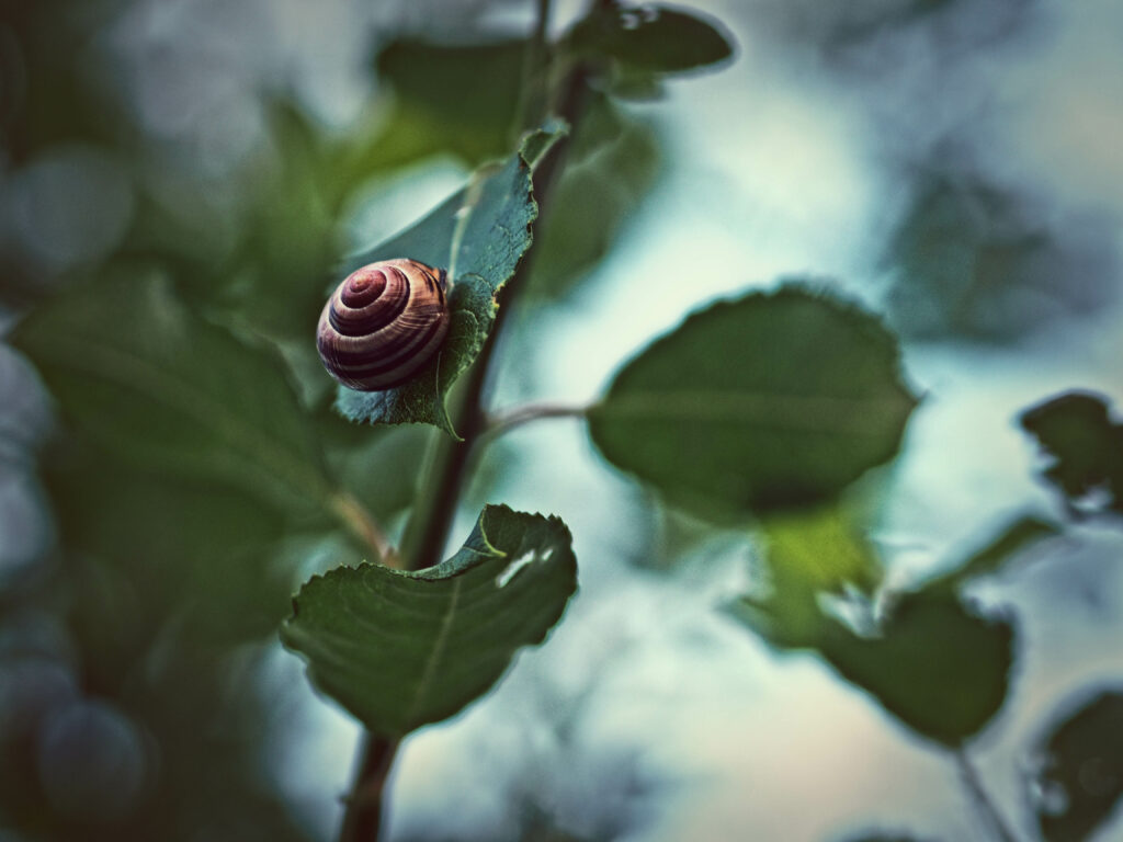 Close-Up Snail Wallpaper: Intricate Shell on Vibrant Green Leaf