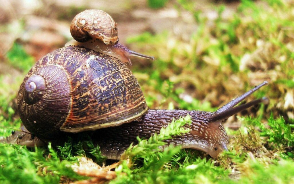 Close-Up Snails in Lush Grass: Nature's Textured Background Wallpaper