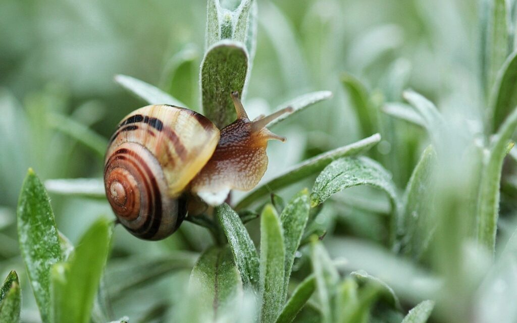 Vibrant Snail Wallpaper: Close-Up of Patterned Shell on Green Leaves