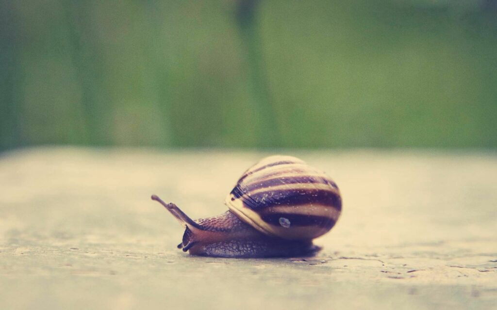 Close-Up of Striped Snail on Smooth Surface - Blurred Background Wallpaper