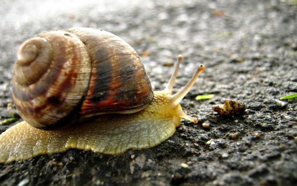 Close-Up Snail Wallpaper: Nature's Beauty on an Earthy Background
