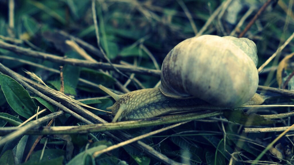 Close-Up Snail Wallpaper: Textured Shell in Green Grass Background