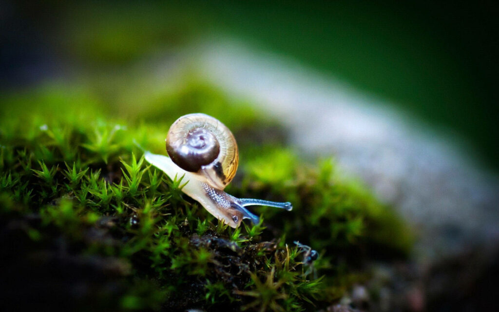 Close-Up Snail on Green Moss: Delicate Nature Wallpaper