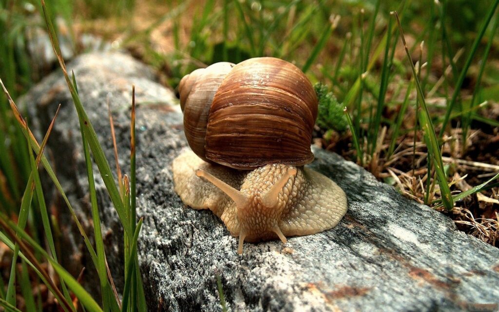 Close-Up Snail Wallpaper on Textured Stone with Grass Background