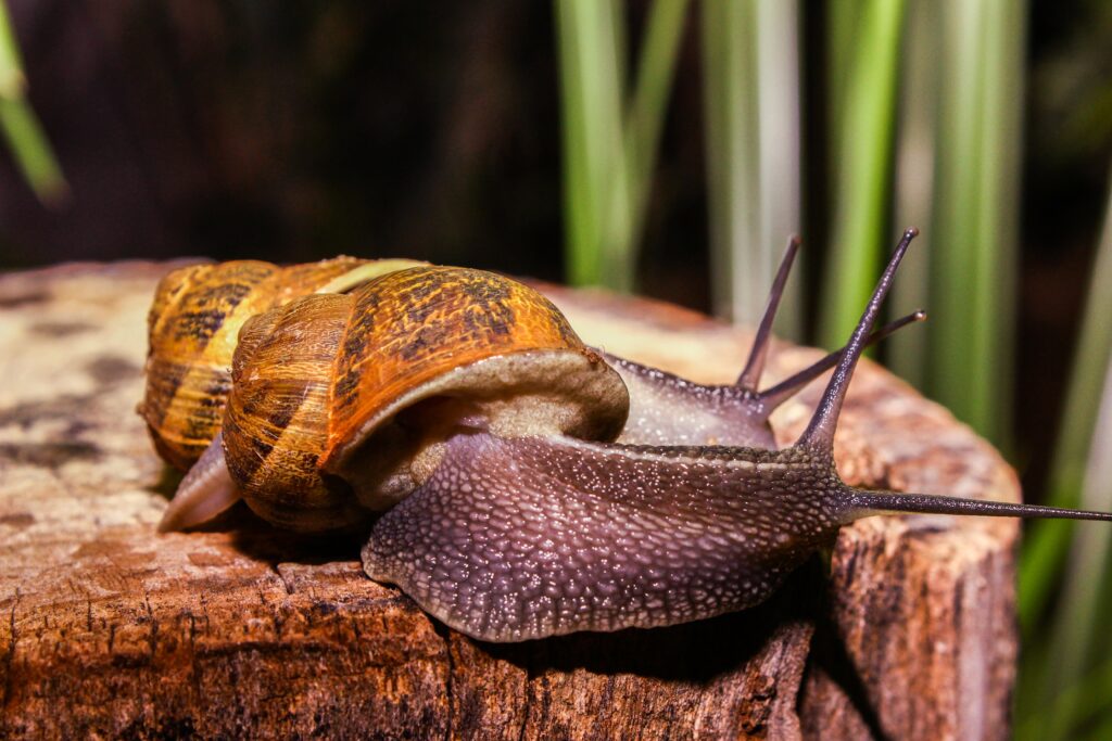 Close-Up of Snail on Wood: Nature's Earthy Details Unveiled Wallpaper