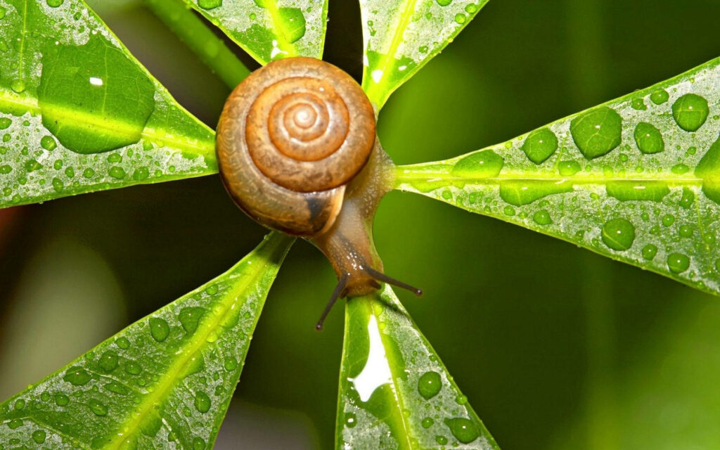 Close-Up Snail on Green Leaf: Nature-Inspired Raindrop Wallpaper