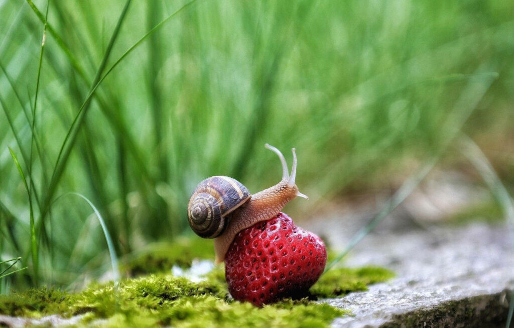Serene Snail on Strawberry: Close-Up Nature Wallpaper