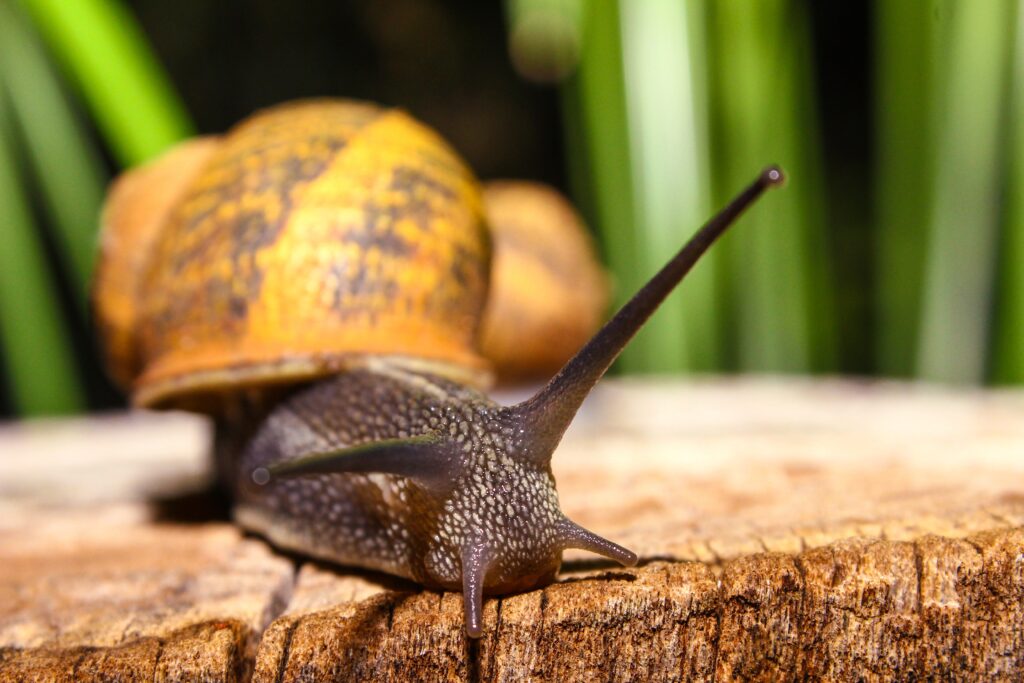 Textured Snail Close-Up on Wood - Intricate Details Wallpaper