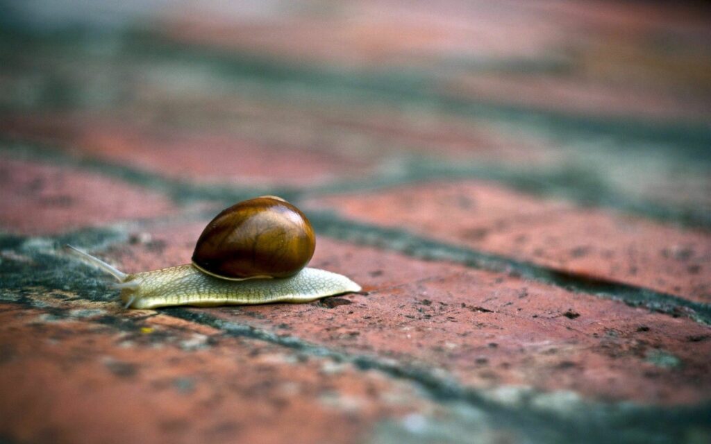 Glossy Snail Close-Up on Textured Brick: Nature's Wallpaper Background