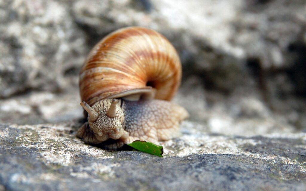 Close-Up of Spiraled Snail on Stone with Leaf - Wallpaper Background