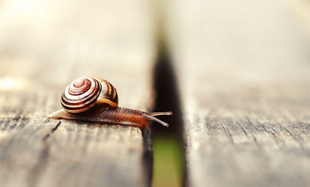 Close-Up of Striped Snail on Wood - Nature Wallpaper Background