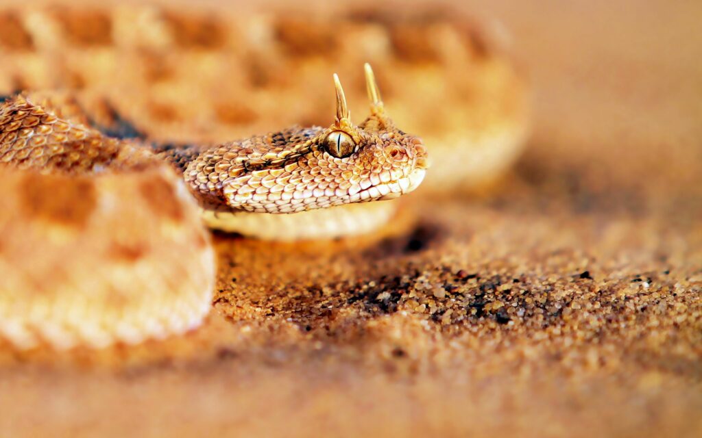 Close-Up Snake Wallpaper: Intense Gaze & Natural Habitat Background