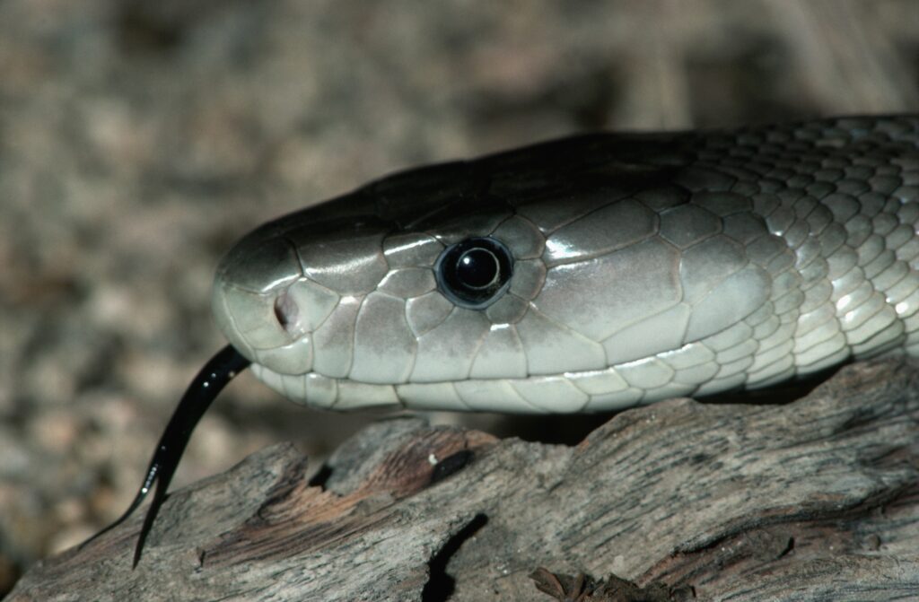Close-Up Snake Wallpaper: Intricate Scales & Poised Alertness