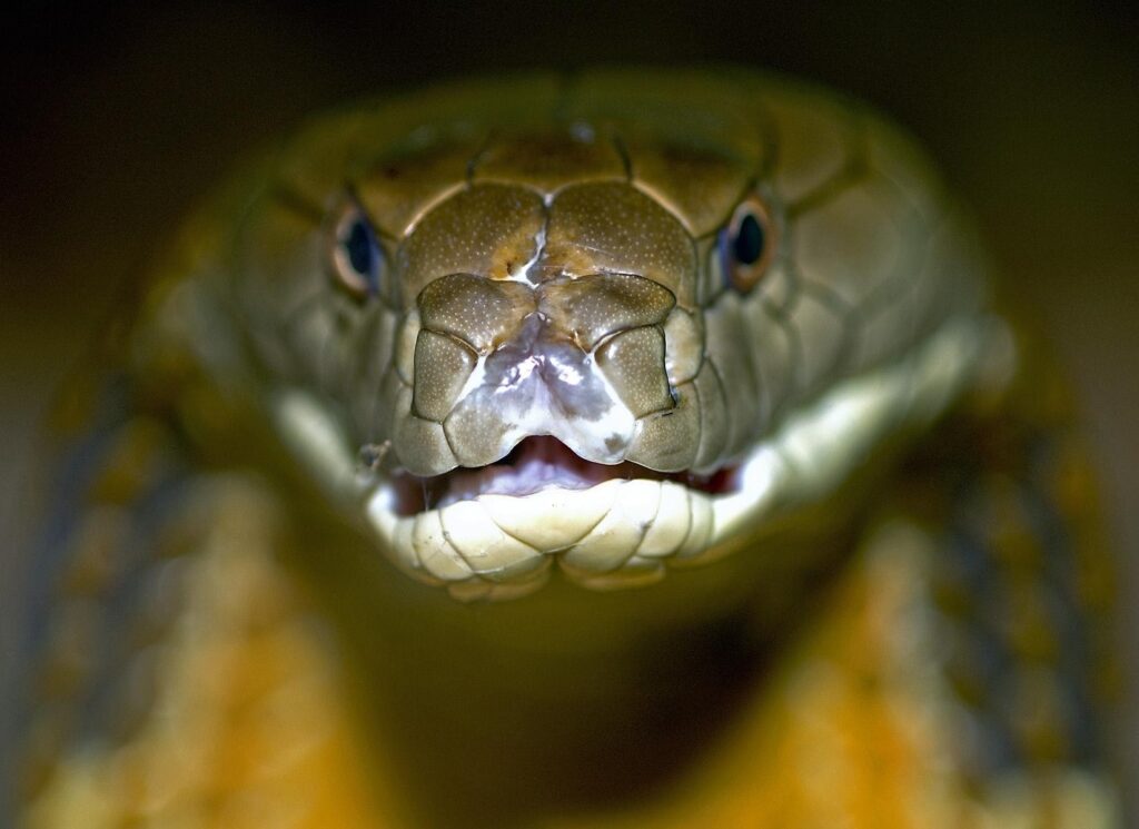 Close-Up Snake Wallpaper: Intricate Scales & Vibrant Colors