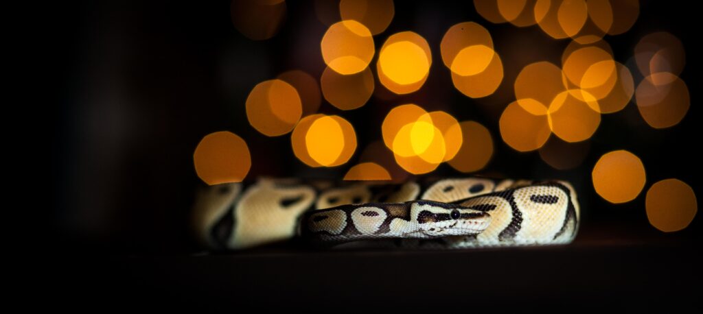 Close-Up Snake Wallpaper with Intricate Scales & Glowing Bokeh