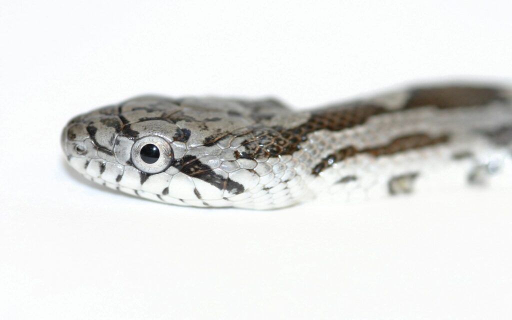 Close-Up Snake Wallpaper: Spotted Pattern on White Background