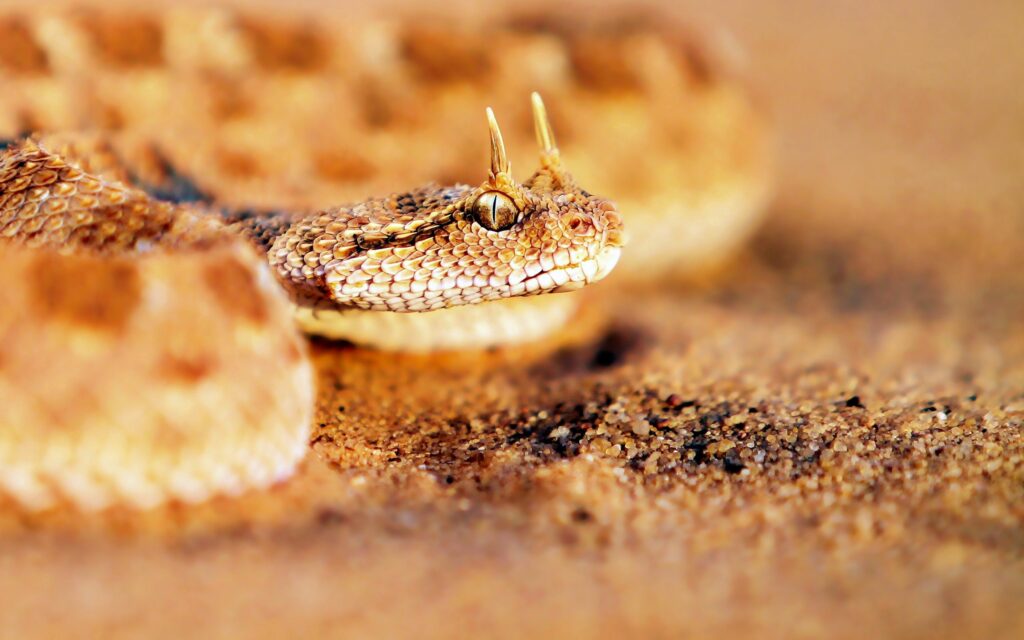 Textured Snake Close-Up Blending with Sandy Habitat - Wallpaper Background