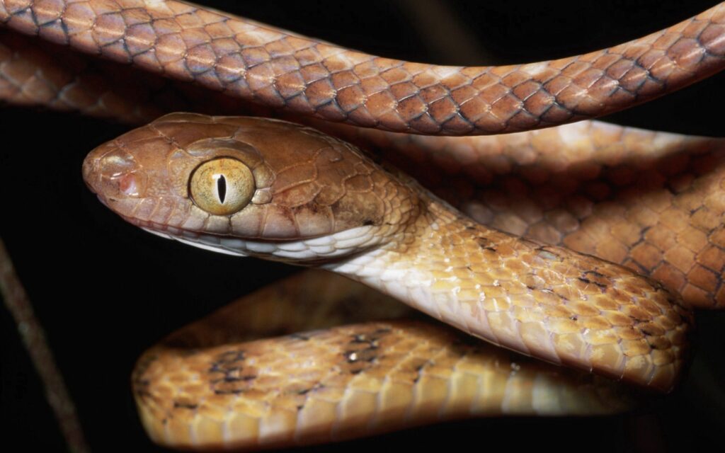 Intriguing Snake Close-Up Wallpaper: Textured Scales & Piercing Eyes