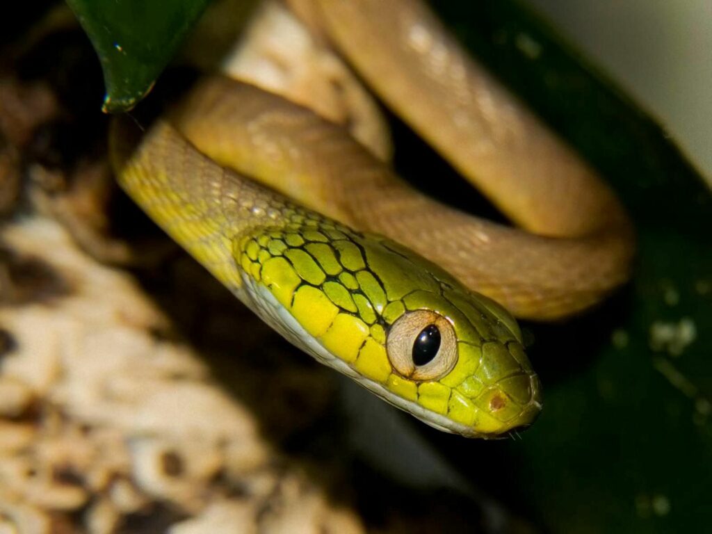 Intense Snake Gaze Wallpaper: Close-Up of Vivid Green and Yellow Scales