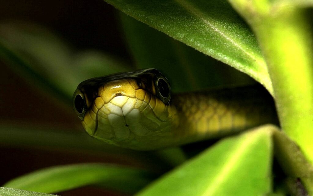 Close-Up Snake Among Lush Green Leaves - Nature's Allure Wallpaper