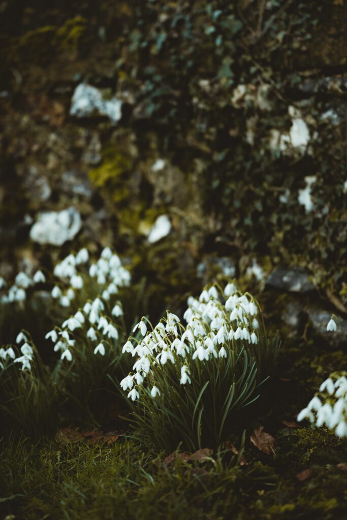 Stunning Close-Up of Snowdrops: White Flowers on Dark Earthy Background Wallpaper