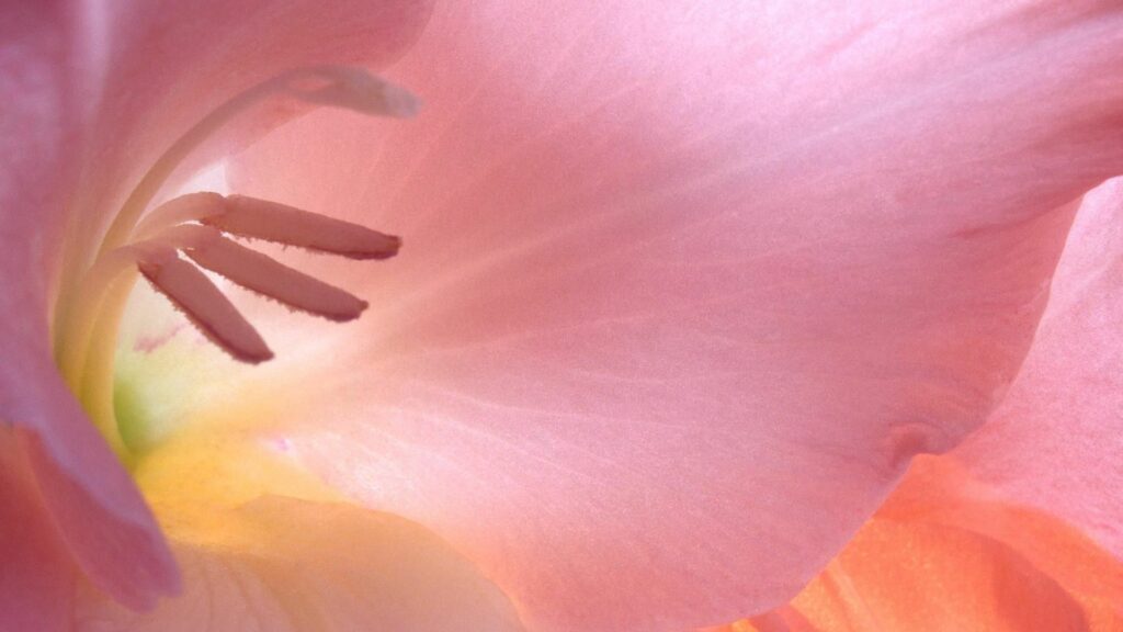Soft Pink Flower Petals: Intricate Stamen & Light Play Wallpaper