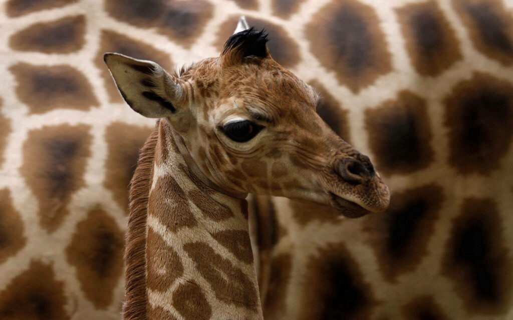 Close-Up of Young South African Giraffe | Unique Spots & Graceful Neck Wallpaper