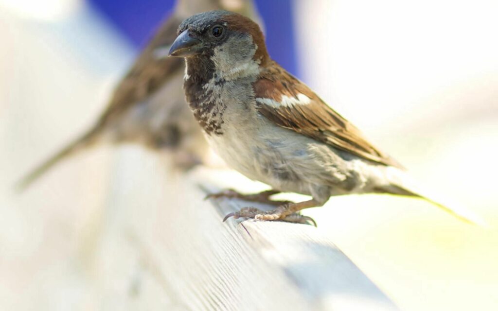 Detailed Sparrow Close-Up Wallpaper: Nature's Serenity