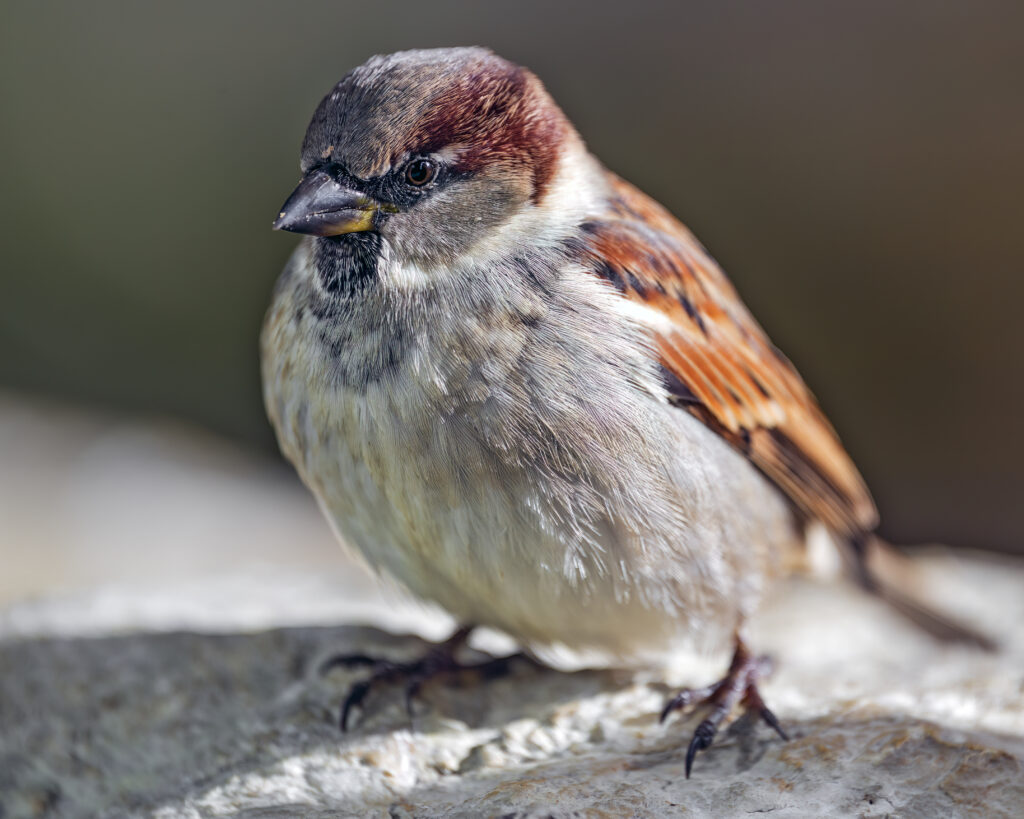 Vibrant Sparrow Wallpaper: Close-Up of Feathers and Natural Beauty