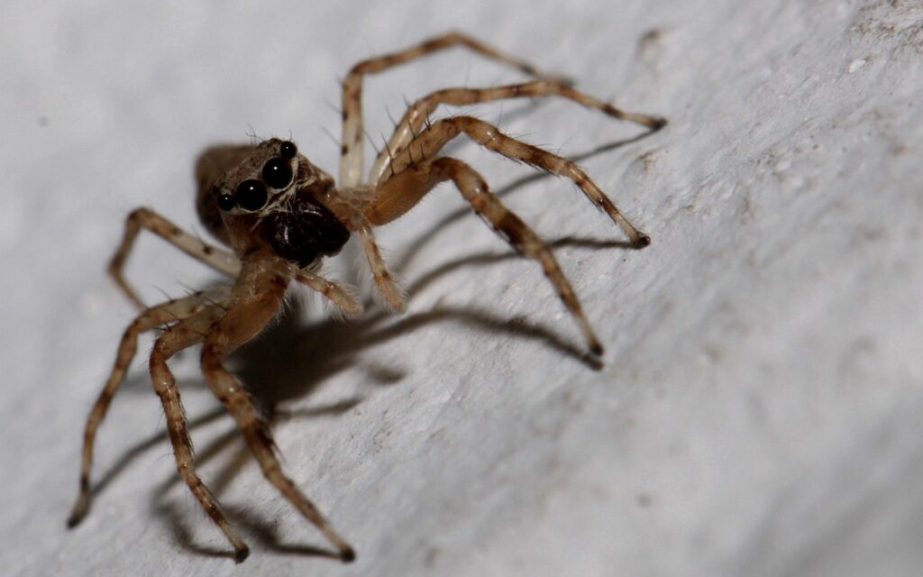 Detailed Spider Close-Up: Captivating Texture & Sharp Focus Wallpaper